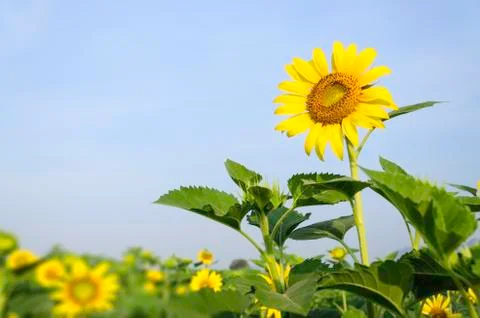 Sunflower Stock Photos