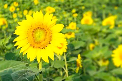 Sunflower Stock Photos
