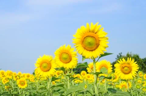 Sunflower Stock Photos