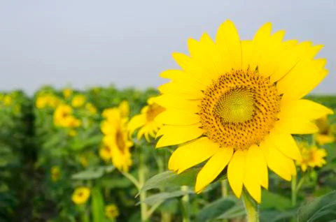 Sunflower Stock Photos