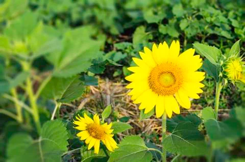 Sunflower Foto stock