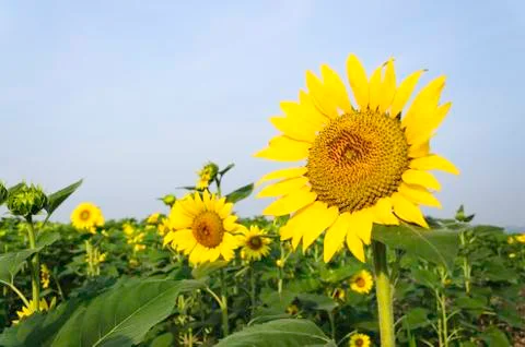 Sunflower Stock Photos