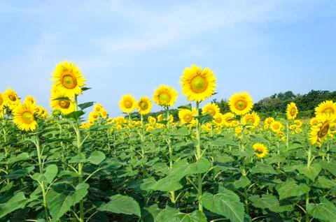 Sunflower Stock Photos