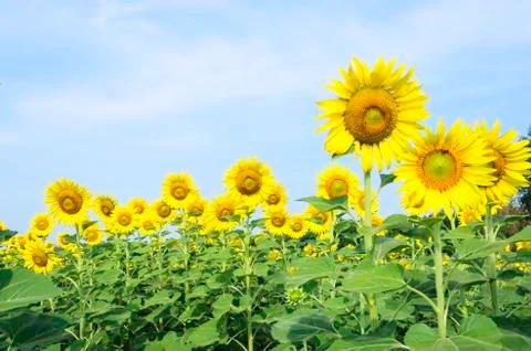 Sunflower Stock Photos