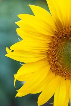 Sunflower Stock Photos