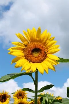 Sunflower Stock Photos