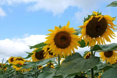 Sunflower Stock Photos