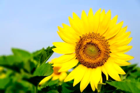 Sunflower Stock Photos