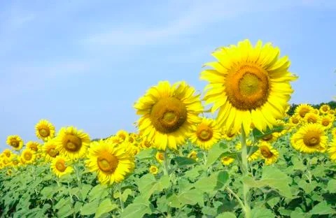 Sunflower Stock Photos