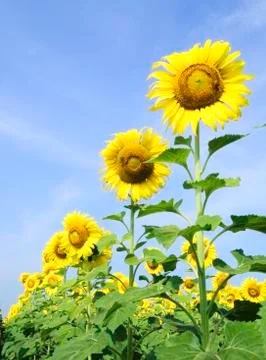 Sunflower Stock Photos