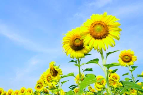Sunflower Stock Photos