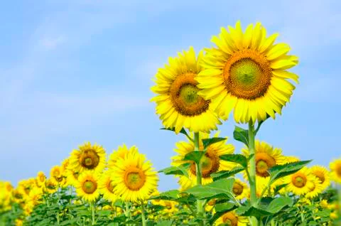 Sunflower Stock Photos