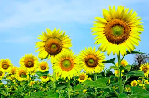 Sunflower Stock Photos