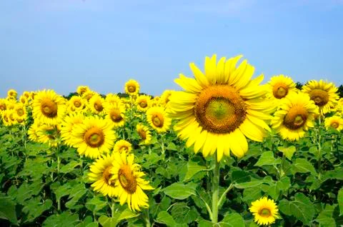 Sunflower Stock Photos