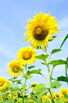 Sunflower Stock Photos