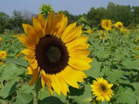 Sunflower Stock Photos