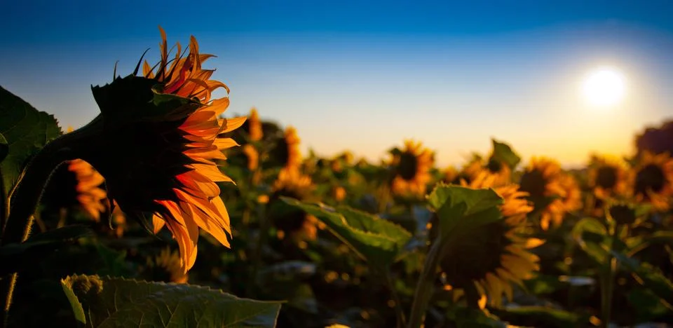 Sunflower Stock Photos