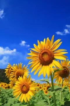 Sunflower Stock Photos