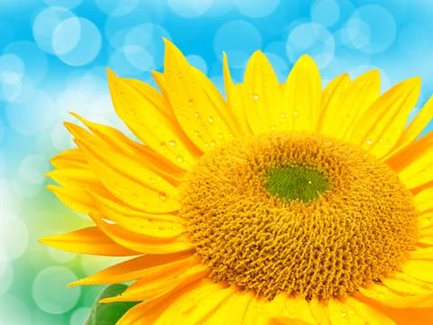 Sunflower Stock Photos