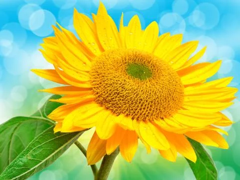 Sunflower Foto stock