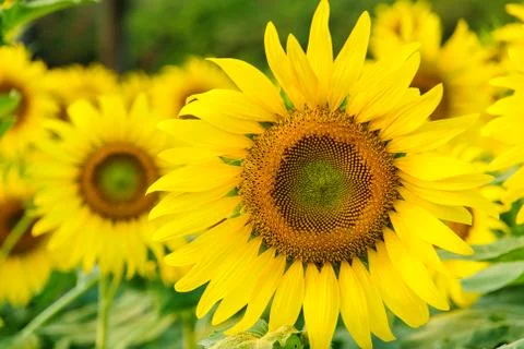 Sunflower Stock Photos