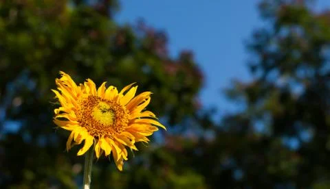 Sunflower Stock Photos