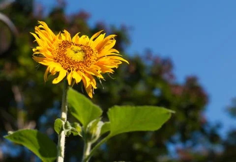 Sunflower Stock Photos