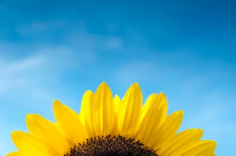 Sunflower Stock Photos