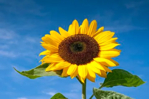 Sunflower Stock Photos
