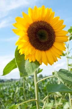 Sunflower Stock Photos