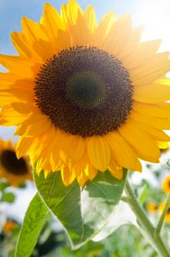 Sunflower Stock Photos