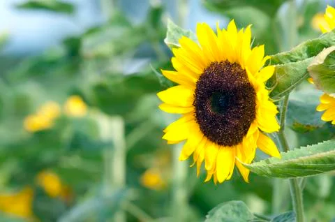 Sunflower Stock Photos
