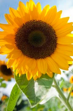 Sunflower Stock Photos