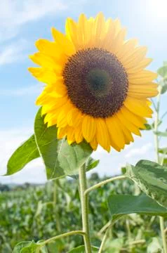 Sunflower Stock Photos