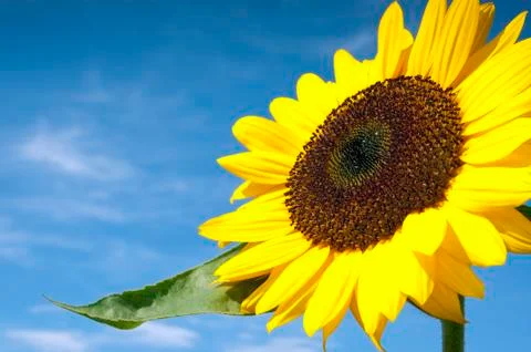 Sunflower Stock Photos