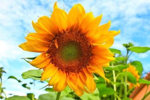 Sunflower Stock Photos