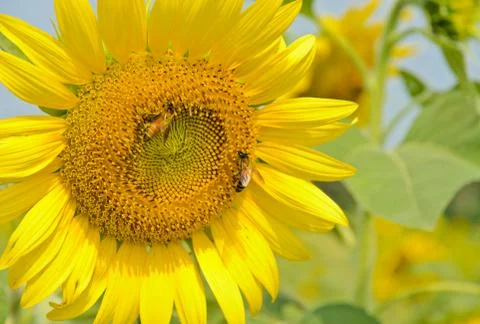 Sunflower Stock Photos