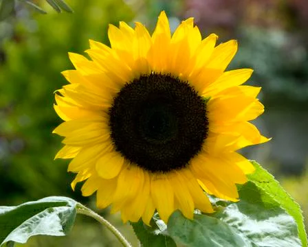 Sunflower Stock Photos