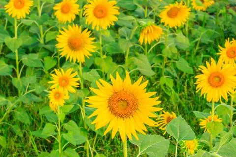 Sunflower Stock Photos