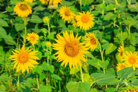 Sunflower Stock Photos