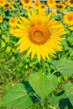 Sunflower Stock Photos