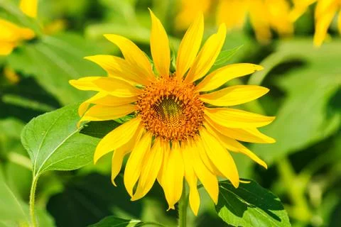 Sunflower Stock Photos