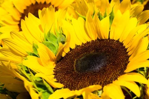 Sunflower Stock Photos