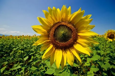 Sunflower Stock Photos