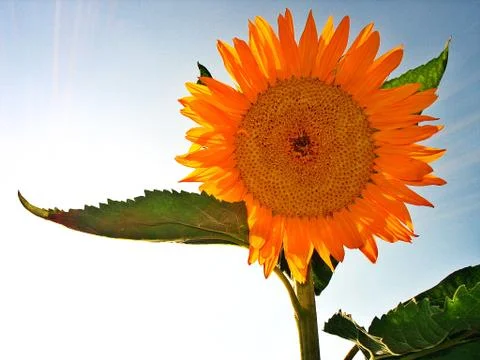 A sunflower Stock Photos