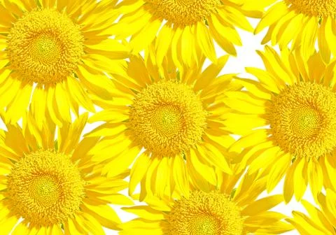 Sunflower Stock Photos