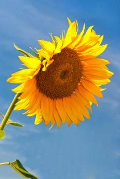 Sunflower Stock Photos