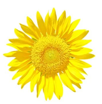 Sunflower Stock Photos