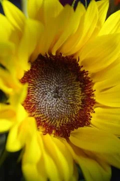 Sunflower 스톡 사진