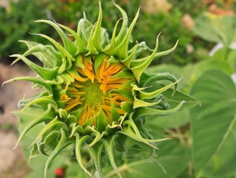 Sunflower Foto stock